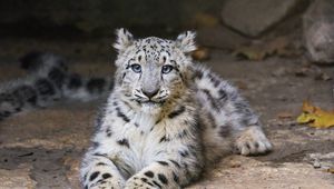 Preview wallpaper snow leopard, kitten, cub, pose, animal