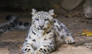 Preview wallpaper snow leopard, kitten, cub, pose, animal