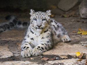 Preview wallpaper snow leopard, kitten, cub, pose, animal