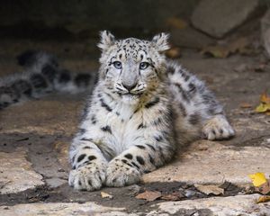 Preview wallpaper snow leopard, kitten, cub, pose, animal