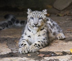 Preview wallpaper snow leopard, kitten, cub, pose, animal