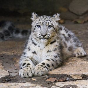 Preview wallpaper snow leopard, kitten, cub, pose, animal