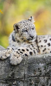 Preview wallpaper snow leopard, kitten, cub, wildlife, animal, rock, blur