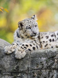 Preview wallpaper snow leopard, kitten, cub, wildlife, animal, rock, blur