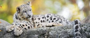 Preview wallpaper snow leopard, kitten, cub, wildlife, animal, rock, blur