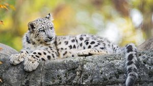 Preview wallpaper snow leopard, kitten, cub, wildlife, animal, rock, blur