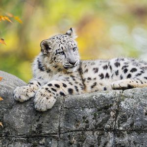 Preview wallpaper snow leopard, kitten, cub, wildlife, animal, rock, blur