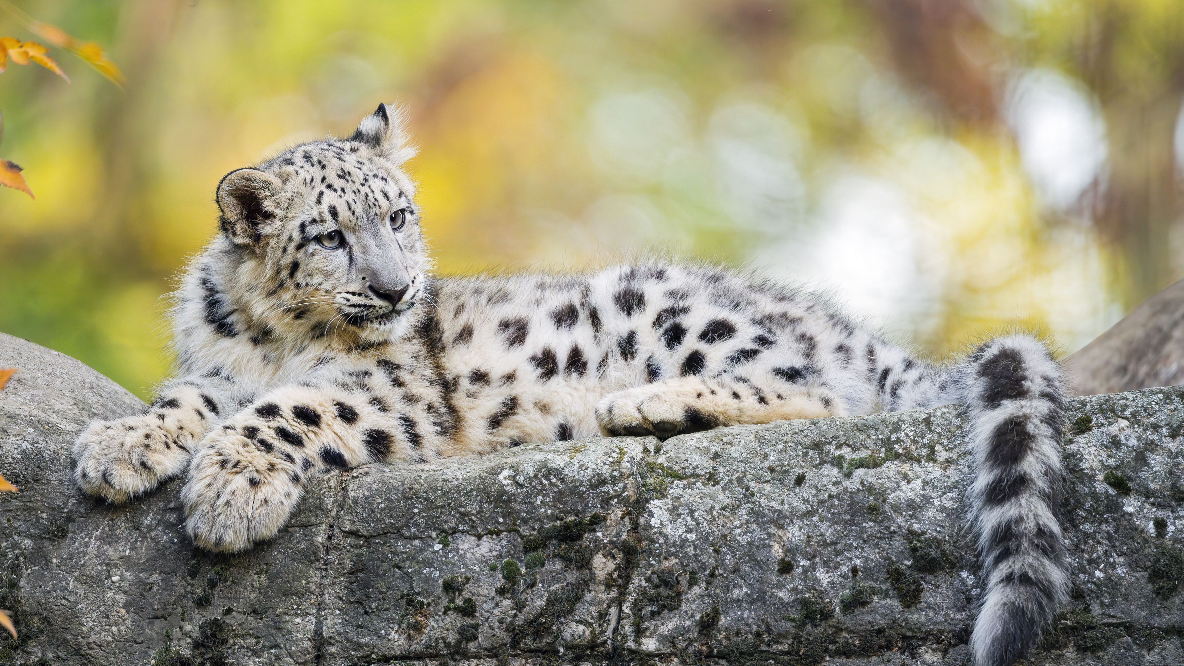 Download wallpaper 3840x2160 snow leopard, kitten, cub, wildlife, animal,  rock, blur 4k uhd 16:9 hd background