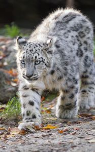 Preview wallpaper snow leopard, kitten, cub, wildlife, animal, movement