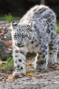 Preview wallpaper snow leopard, kitten, cub, wildlife, animal, movement