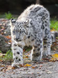 Preview wallpaper snow leopard, kitten, cub, wildlife, animal, movement