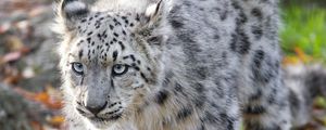 Preview wallpaper snow leopard, kitten, cub, wildlife, animal, movement