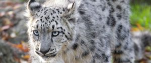 Preview wallpaper snow leopard, kitten, cub, wildlife, animal, movement