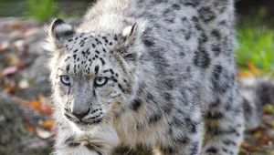 Preview wallpaper snow leopard, kitten, cub, wildlife, animal, movement