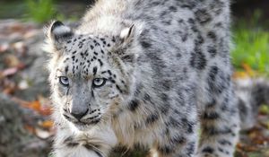 Preview wallpaper snow leopard, kitten, cub, wildlife, animal, movement