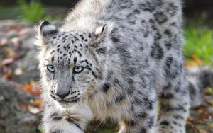 Preview wallpaper snow leopard, kitten, cub, wildlife, animal, movement