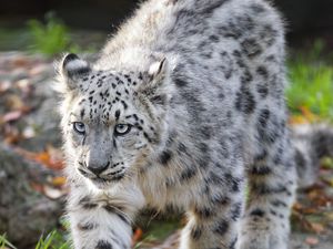 Preview wallpaper snow leopard, kitten, cub, wildlife, animal, movement