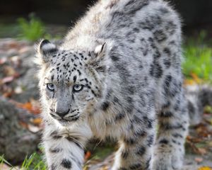 Preview wallpaper snow leopard, kitten, cub, wildlife, animal, movement