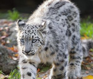 Preview wallpaper snow leopard, kitten, cub, wildlife, animal, movement