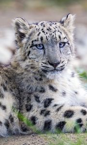 Preview wallpaper snow leopard, kitten, cub, wildlife, animal, posture