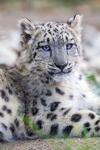 Preview wallpaper snow leopard, kitten, cub, wildlife, animal, posture