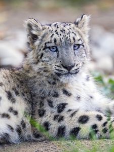 Preview wallpaper snow leopard, kitten, cub, wildlife, animal, posture