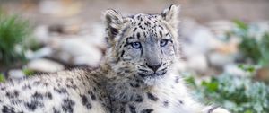 Preview wallpaper snow leopard, kitten, cub, wildlife, animal, posture