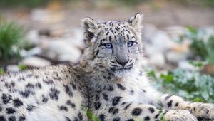 Preview wallpaper snow leopard, kitten, cub, wildlife, animal, posture