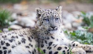 Preview wallpaper snow leopard, kitten, cub, wildlife, animal, posture