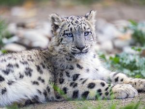 Preview wallpaper snow leopard, kitten, cub, wildlife, animal, posture