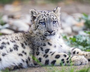 Preview wallpaper snow leopard, kitten, cub, wildlife, animal, posture