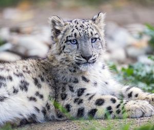 Preview wallpaper snow leopard, kitten, cub, wildlife, animal, posture