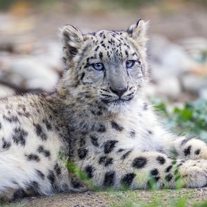 Preview wallpaper snow leopard, kitten, cub, wildlife, animal, posture