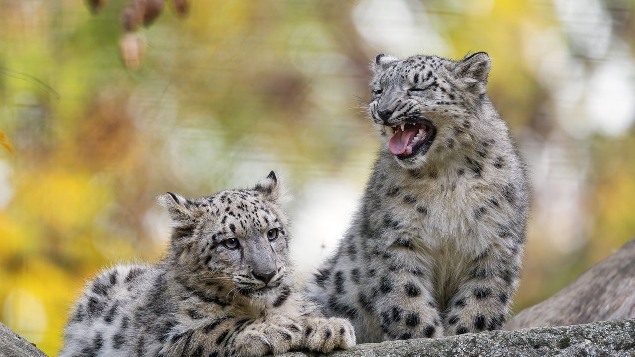 Wallpaper snow leopard, kitten, cub, wildlife, animal, blur
