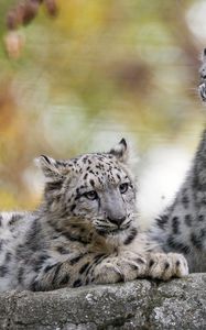 Preview wallpaper snow leopard, kitten, cub, wildlife, animal, blur