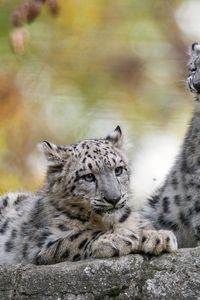 Preview wallpaper snow leopard, kitten, cub, wildlife, animal, blur