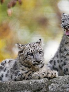 Preview wallpaper snow leopard, kitten, cub, wildlife, animal, blur