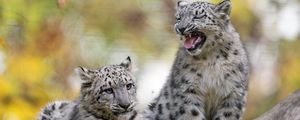 Preview wallpaper snow leopard, kitten, cub, wildlife, animal, blur
