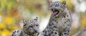 Preview wallpaper snow leopard, kitten, cub, wildlife, animal, blur