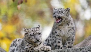Preview wallpaper snow leopard, kitten, cub, wildlife, animal, blur