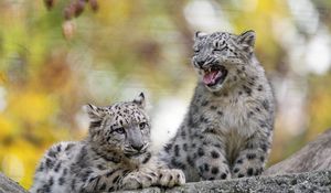 Preview wallpaper snow leopard, kitten, cub, wildlife, animal, blur