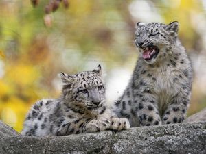 Preview wallpaper snow leopard, kitten, cub, wildlife, animal, blur