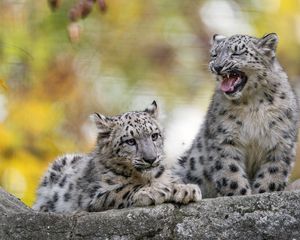 Preview wallpaper snow leopard, kitten, cub, wildlife, animal, blur