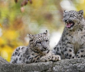Preview wallpaper snow leopard, kitten, cub, wildlife, animal, blur