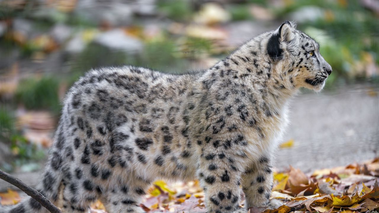 Wallpaper snow leopard, kitten, cub, wildlife, animal, leaves, autumn