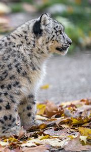 Preview wallpaper snow leopard, kitten, cub, wildlife, animal, leaves, autumn