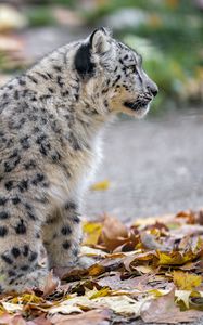 Preview wallpaper snow leopard, kitten, cub, wildlife, animal, leaves, autumn