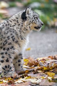 Preview wallpaper snow leopard, kitten, cub, wildlife, animal, leaves, autumn