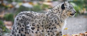 Preview wallpaper snow leopard, kitten, cub, wildlife, animal, leaves, autumn