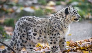 Preview wallpaper snow leopard, kitten, cub, wildlife, animal, leaves, autumn